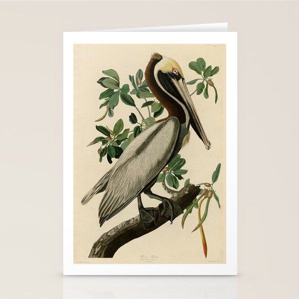 Brown Pelican, Birds of America by John James Audubon Stationery Card Gallery Image 1
