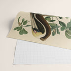 Brown Pelican, Birds of America by John James Audubon Wrapping Paper Gallery Image 2
