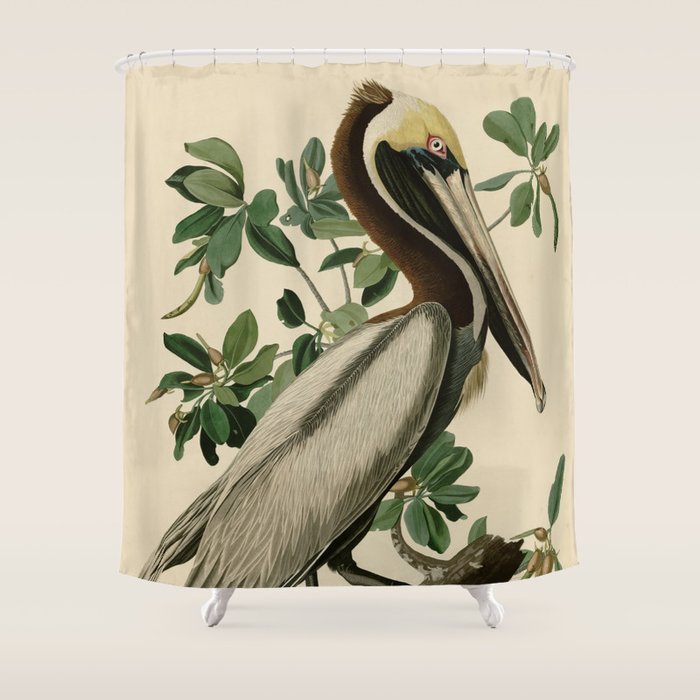 Brown Pelican, Birds of America by John James Audubon Shower Curtain Gallery Image 1