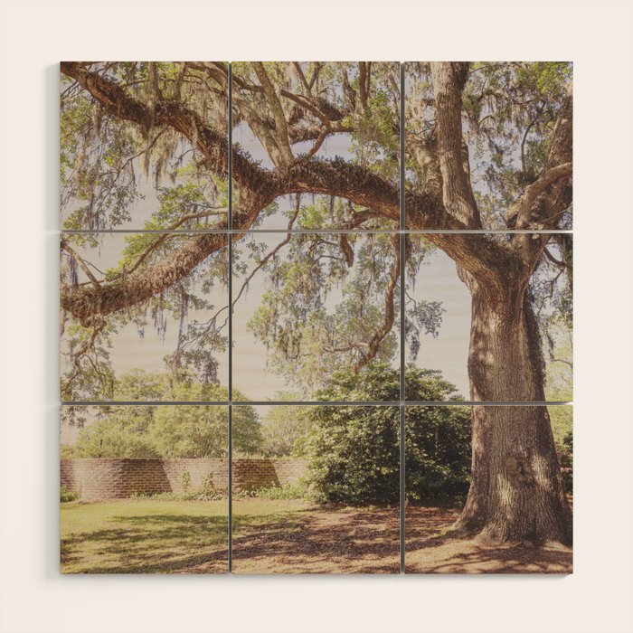 Lowcountry Live Oak x Coastal South Carolina Photography Wood Wall Art Gallery Image 1