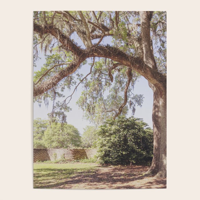 Lowcountry Live Oak x Coastal South Carolina Photography Poster Gallery Image 4
