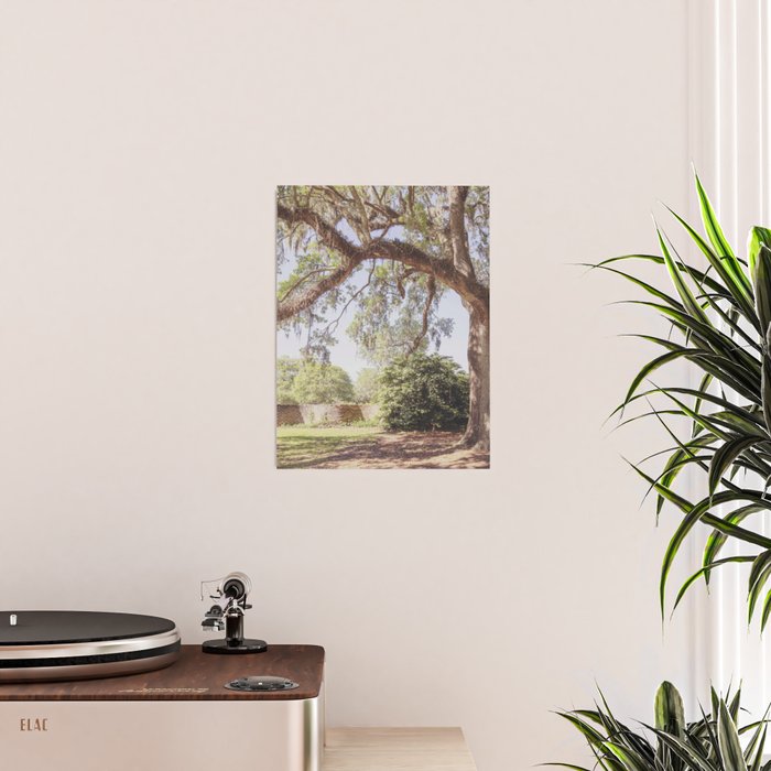 Lowcountry Live Oak x Coastal South Carolina Photography Poster Gallery Image 2