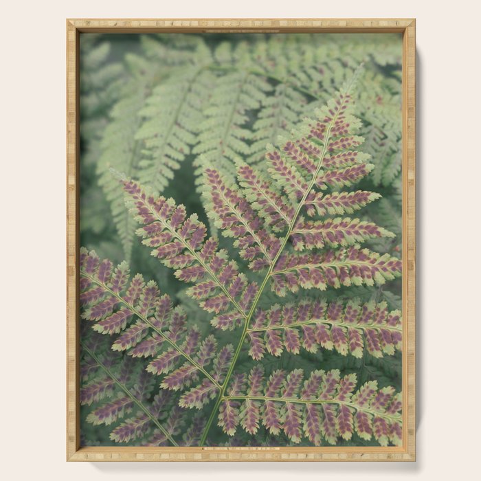 fern - nature photography foliage plant Serving Tray Gallery Image 1
