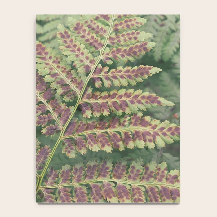fern - nature photography foliage plant Notebook Gallery Image 4