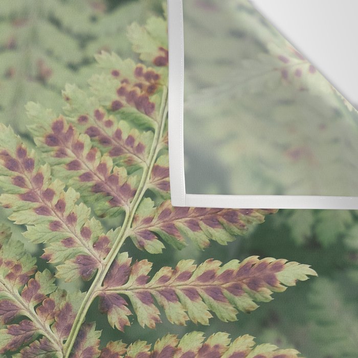 fern - nature photography foliage plant Wall Tapestry Gallery Image 3