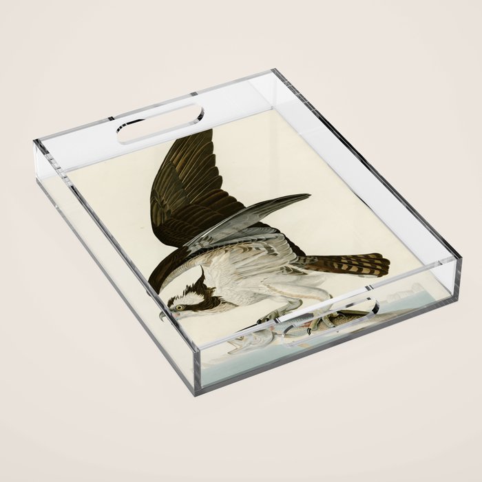 Osprey - John James Audubon's Birds of America Print Acrylic Tray Gallery Image 1