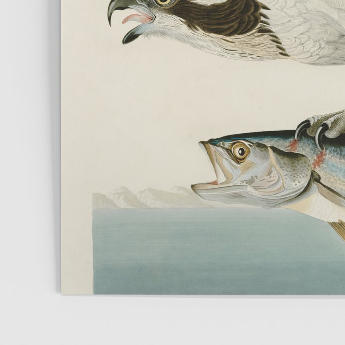 Osprey - John James Audubon's Birds of America Print Poster Gallery Image 3