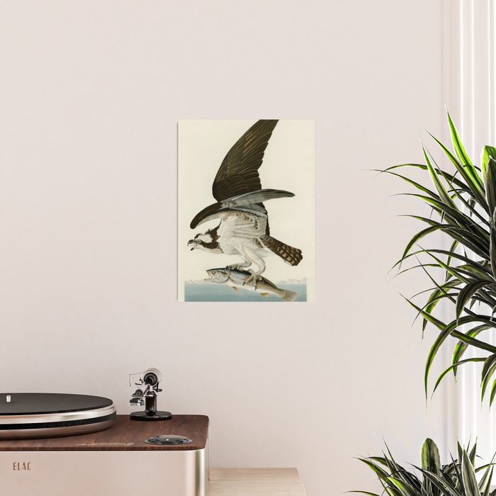 Osprey - John James Audubon's Birds of America Print Poster Gallery Image 2