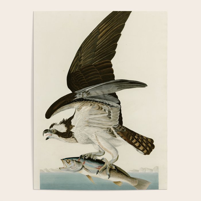 Osprey - John James Audubon's Birds of America Print Poster