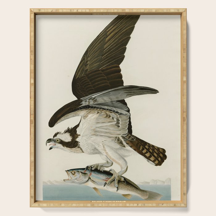 Osprey - John James Audubon's Birds of America Print Serving Tray Gallery Image 1