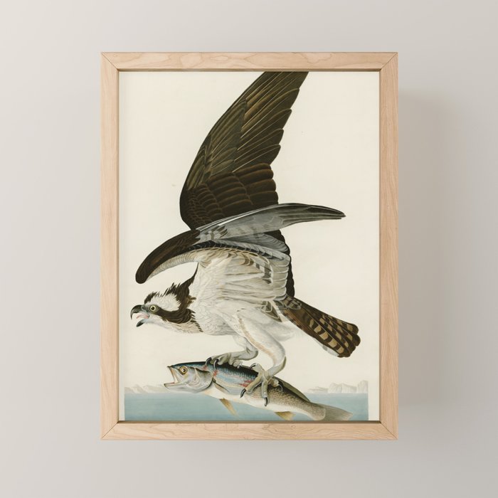Osprey - John James Audubon's Birds of America Print Mini Art Print Gallery Image 1