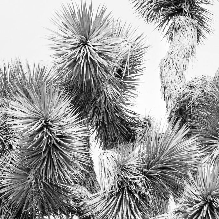 Twisted Joshua Tree - Black and White Photography Coffee Mug Gallery Image 2