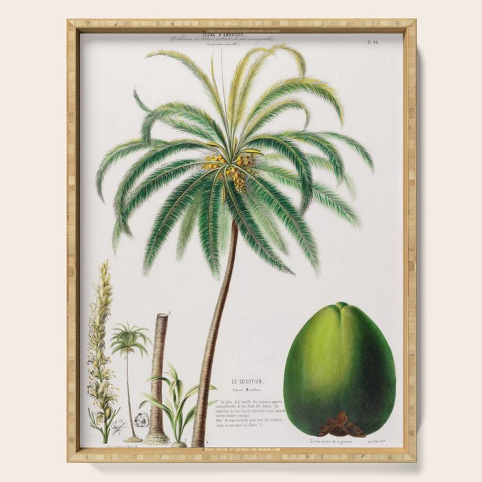 Coconut palm from "Flore dâAmÃ©rique" by Ãtienne Denisse, 1840s Serving Tray Gallery Image 1