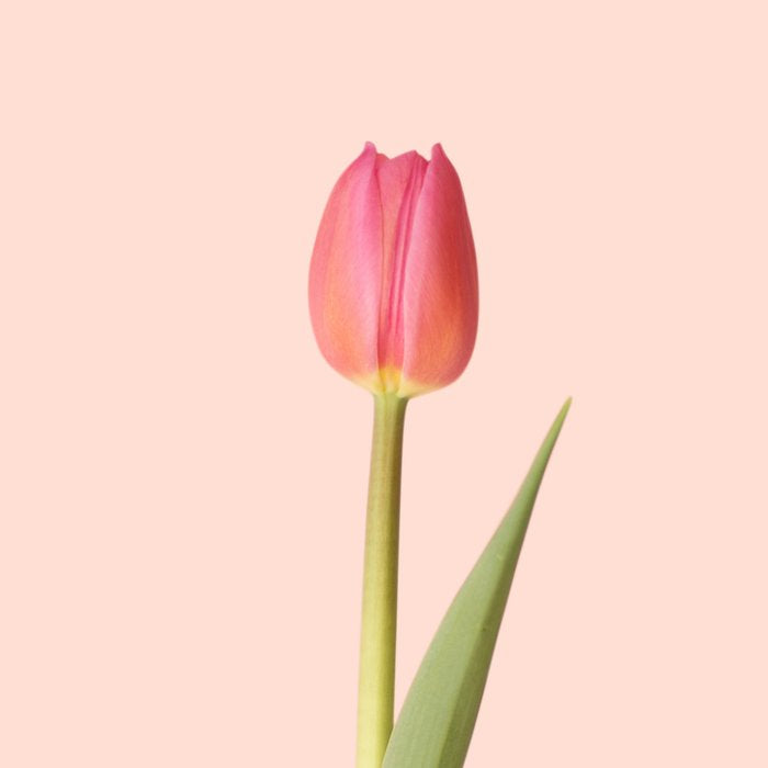 The pink tulip | Floral photography | Flower botanical photograph Coffee Mug Gallery Image 2