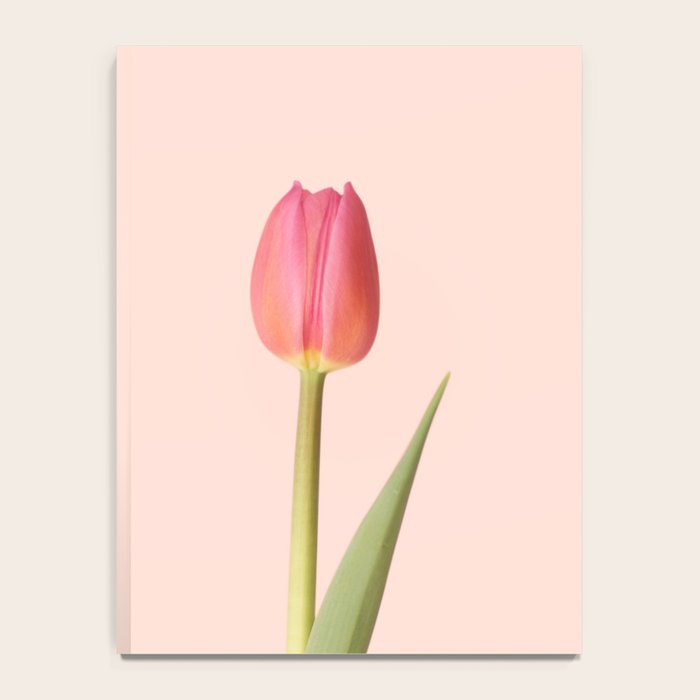 The pink tulip | Floral photography | Flower botanical photograph Notebook Gallery Image 4
