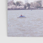 Cherry Blossoms in Washington DC x DC Photography Poster Gallery Image 3