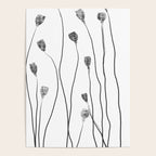 A group of poppy heads Poster Gallery Image 4