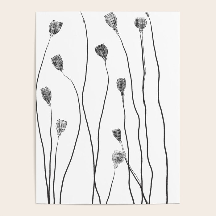 A group of poppy heads Poster Gallery Image 4