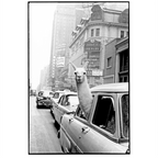  llama in times square print - a llama in times square-Llama Riding in Taxi, Black and White Vintage Coffee Mug Gallery Image 2