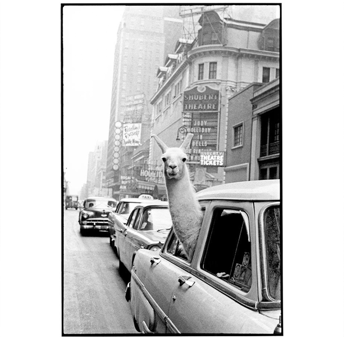  llama in times square print - a llama in times square-Llama Riding in Taxi, Black and White Vintage Coffee Mug Gallery Image 2