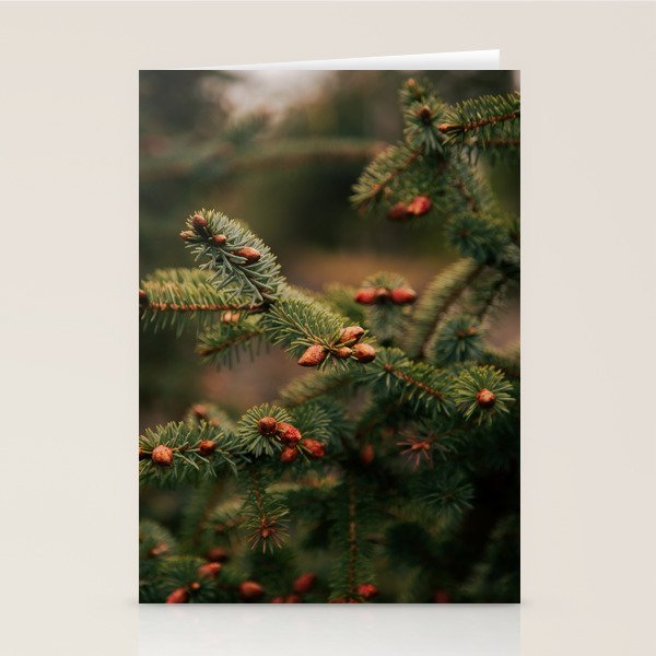 Spruce Tips Stationery Card Gallery Image 1