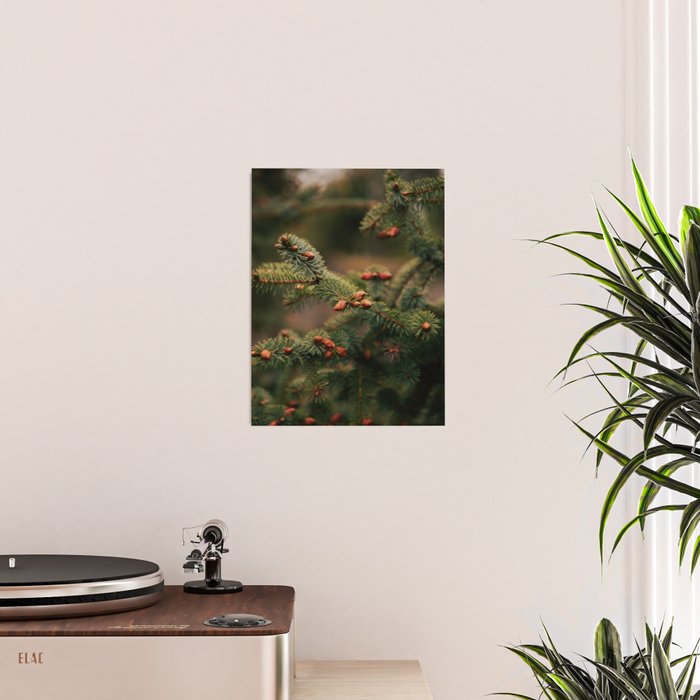 Spruce Tips Poster Gallery Image 2