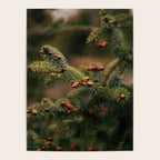 Spruce Tips Poster Gallery Image 4