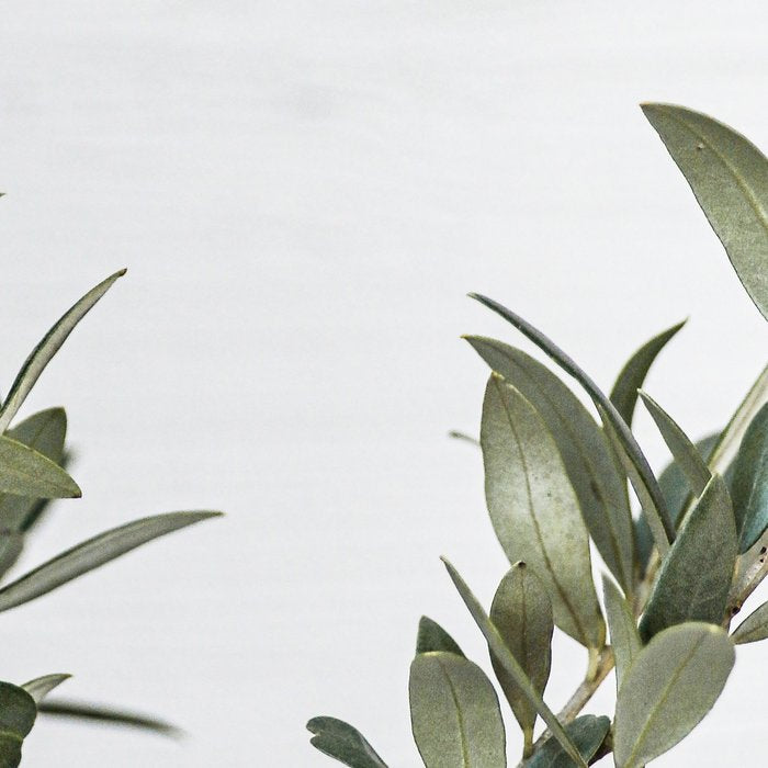 Green Olive Tree Leaves Photo | Botanical Spain Art Print Tenerife Island Nature Travel Photography Coffee Mug Gallery Image 2