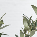 Green Olive Tree Leaves Photo | Botanical Spain Art Print Tenerife Island Nature Travel Photography Coffee Mug Gallery Image 2