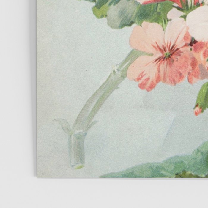 Panneaux de Fleurs  1900 Watercolor Geranium Illustration Poster Gallery Image 3