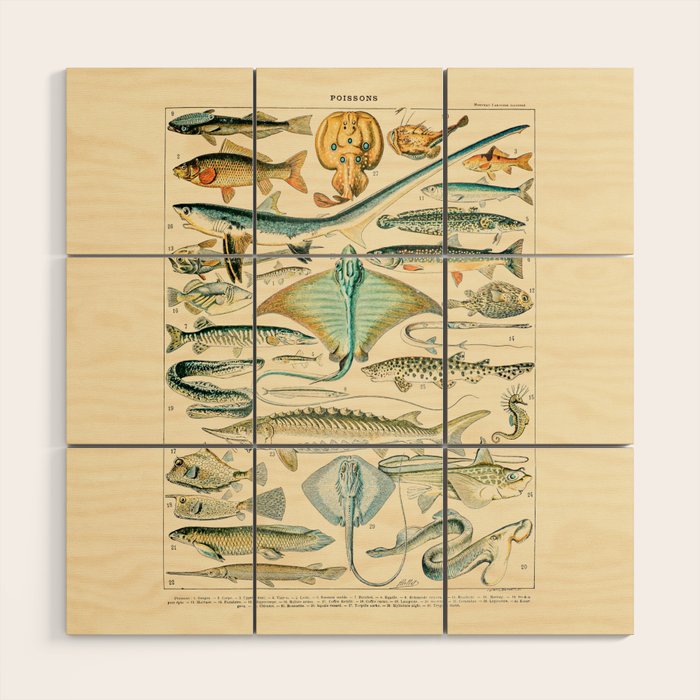 Vintage Fishing Diagram // Poissons II by Adolphe Millot 19th Century Science Textbook Artwork Wood Wall Art Gallery Image 1