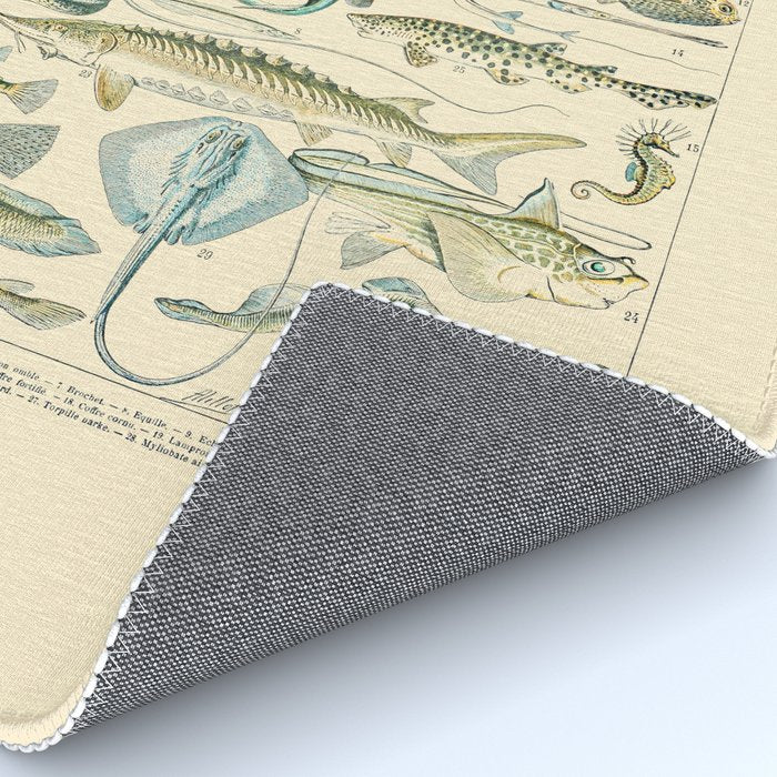 Vintage Fishing Diagram // Poissons II by Adolphe Millot 19th Century Science Textbook Artwork Rug Gallery Image 4