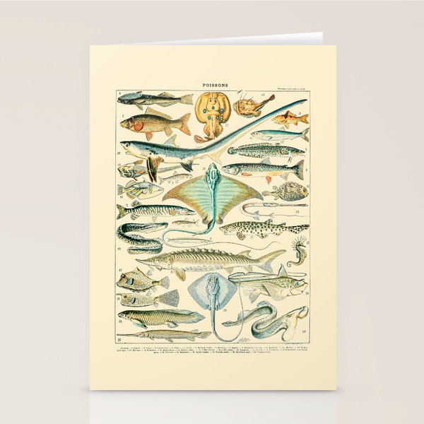 Vintage Fishing Diagram // Poissons II by Adolphe Millot 19th Century Science Textbook Artwork Stationery Card Gallery Image 1