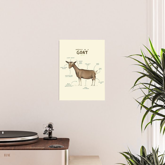 Anatomy of a Goat Poster Gallery Image 2