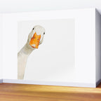 Sneaky White Duck Wall Mural Gallery Image 2