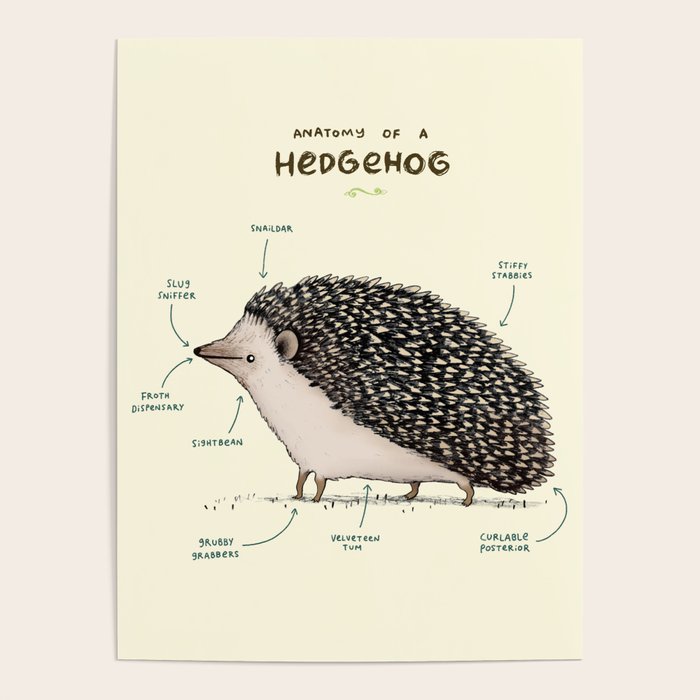 Anatomy of a Hedgehog Poster Gallery Image 4