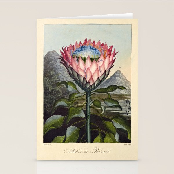 Artichoke Protea from "The Temple of Flora," 1812 (benefitting The Nature Conservancy) Stationery Card Gallery Image 2