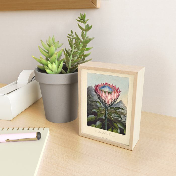Artichoke Protea from "The Temple of Flora," 1812 (benefitting The Nature Conservancy) Mini Art Print Gallery Image 2