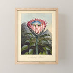 Artichoke Protea from "The Temple of Flora," 1812 (benefitting The Nature Conservancy) Mini Art Print Gallery Image 1