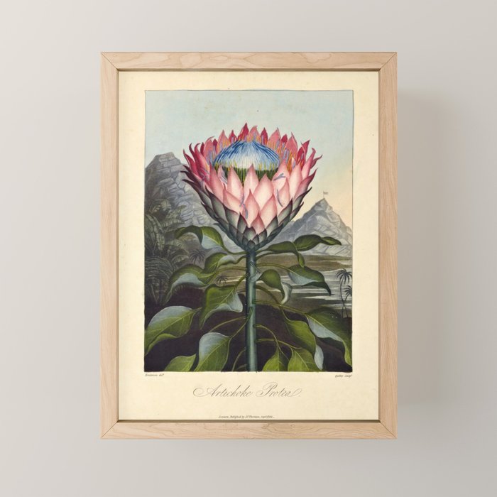 Artichoke Protea from "The Temple of Flora," 1812 (benefitting The Nature Conservancy) Mini Art Print Gallery Image 1
