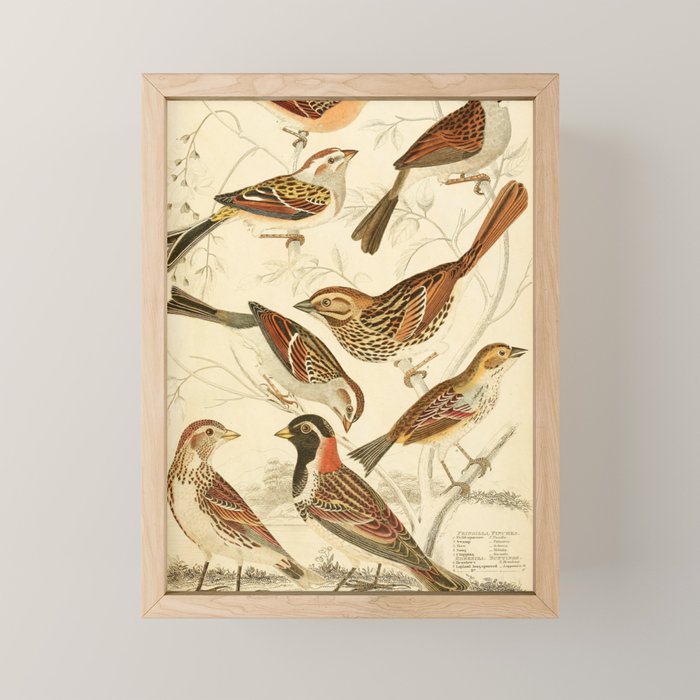 Finches from The Edinburgh Journal, 1835 (benefitting The Nature Conservancy) Mini Art Print Gallery Image 1