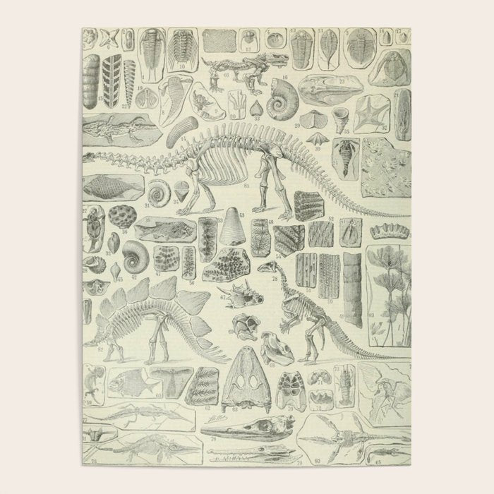 Fossil Chart Poster Gallery Image 4