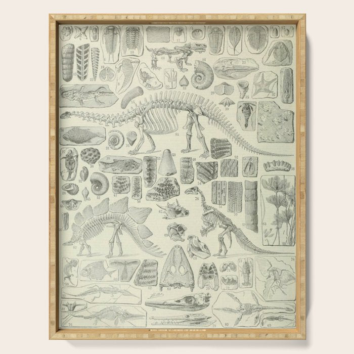 Fossil Chart Serving Tray Gallery Image 1