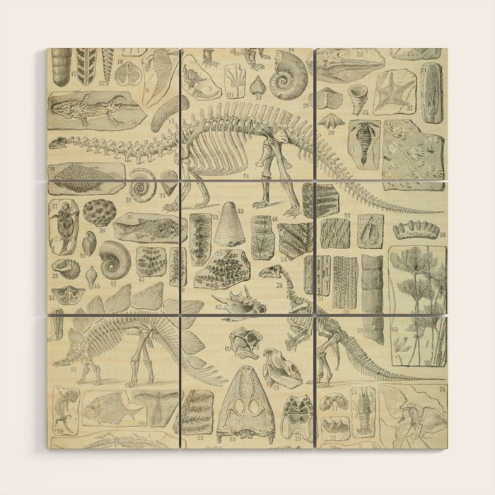 Fossil Chart Wood Wall Art Gallery Image 1