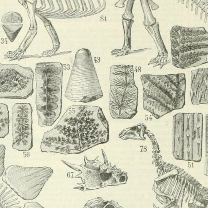 Fossil Chart Coffee Mug Gallery Image 2