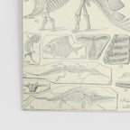 Fossil Chart Poster Gallery Image 3