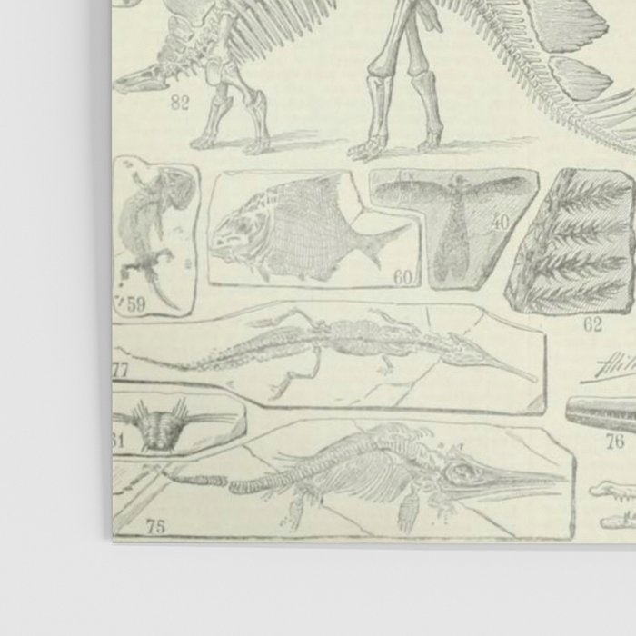 Fossil Chart Poster Gallery Image 3