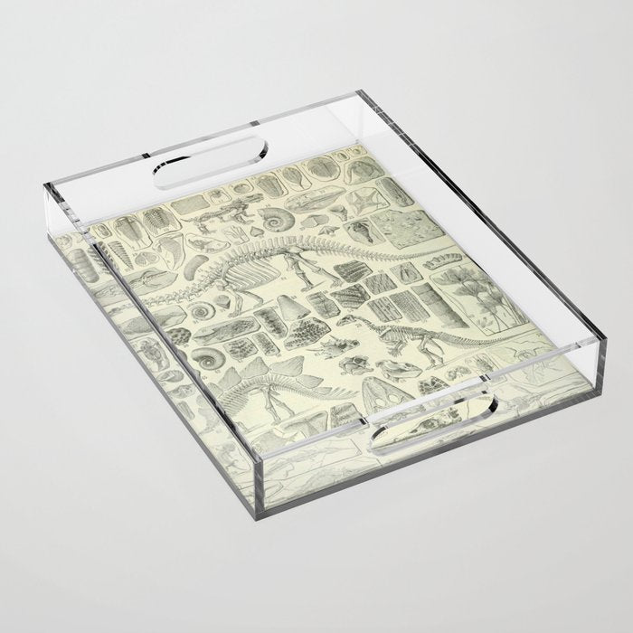 Fossil Chart Acrylic Tray Gallery Image 1