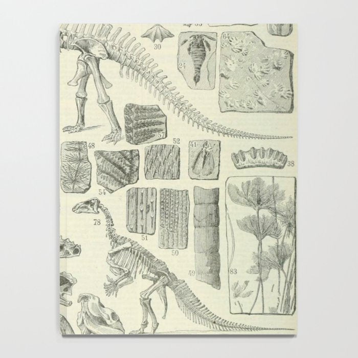 Fossil Chart Notebook Gallery Image 4
