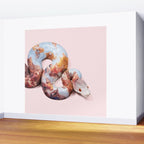 SNAKE PAINT Wall Mural Gallery Image 2